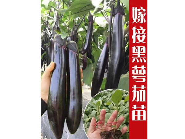 嫁接黑鄂茄苗.jpg