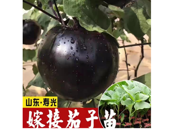嫁接茄子苗.jpg