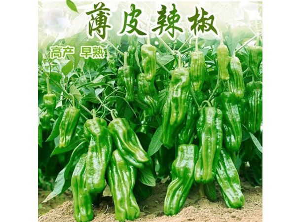 薄皮皱椒