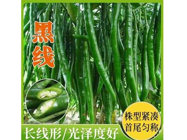 黑线