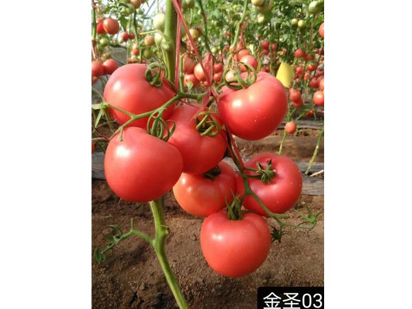 金圣03