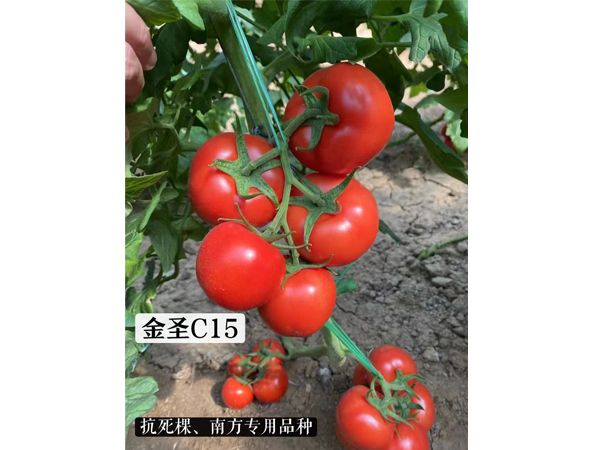金圣C15