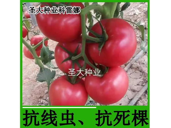 科雷娜