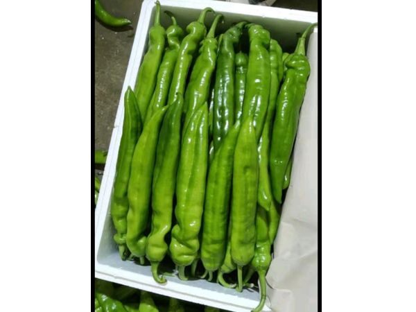 绿皮尖椒