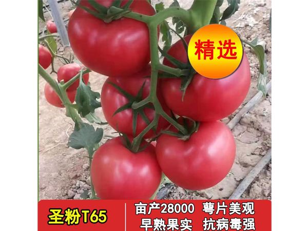 圣粉T65
